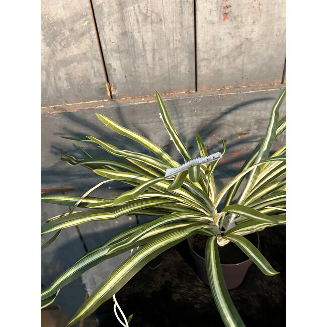 Countryfield # Chlorophytum groen-L44B44H29CM