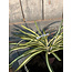 Countryfield # Chlorophytum groen-L44B44H29CM