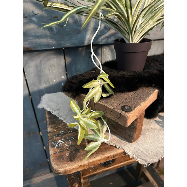 Countryfield # Chlorophytum groen-L44B44H29CM