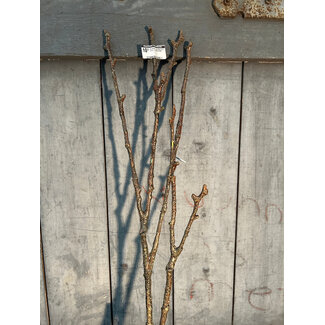 Countryfield # Kunsttak Twig Magnolia bruin-L97B13H7CM
