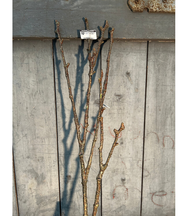 Countryfield Kunsttak Twig Magnolia bruin-L97B13H7CM