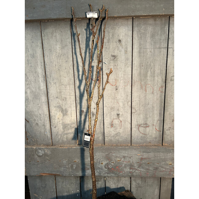 Countryfield Kunsttak Twig Magnolia bruin-L97B13H7CM