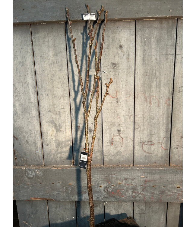 Countryfield Kunsttak Twig Magnolia bruin-L97B13H7CM