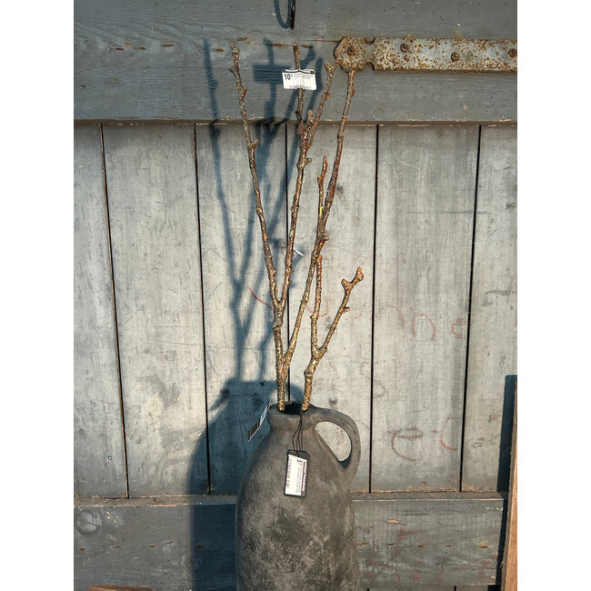 Countryfield Kunsttak Twig Magnolia bruin-L97B13H7CM