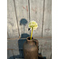 ## Onion ball Flower Spray white S