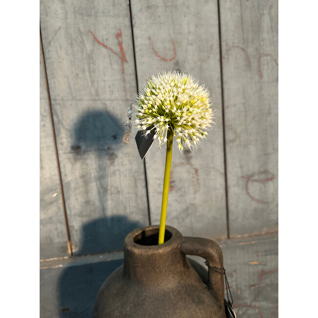 Onion ball Flower Spray white S