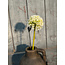 ## Onion ball Flower Spray white S