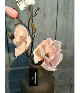 Countryfield Roze magnolia "Cinthya" 48 cm