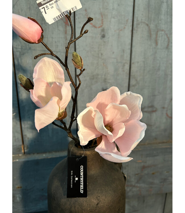Countryfield Roze magnolia "Cinthya" 48 cm