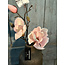 Countryfield ## Roze magnolia "Cinthya" 48 cm