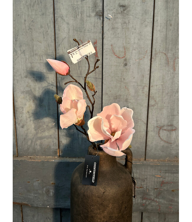 Countryfield Roze magnolia "Cinthya" 48 cm