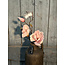Countryfield ## Roze magnolia "Cinthya" 48 cm