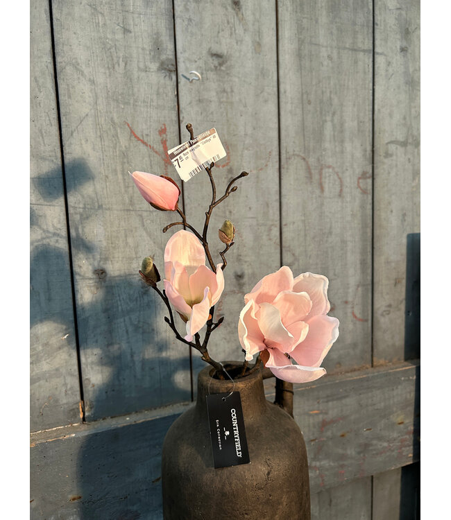 Countryfield Roze magnolia "Cinthya" 48 cm
