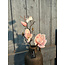 Countryfield ## Roze magnolia "Cinthya" 48 cm
