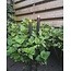 SOLAR FAKKEL ZWART 3D LONT 21X4CM