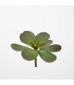 Jade plant 18 cm