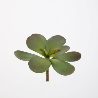 Jade plant 18 cm