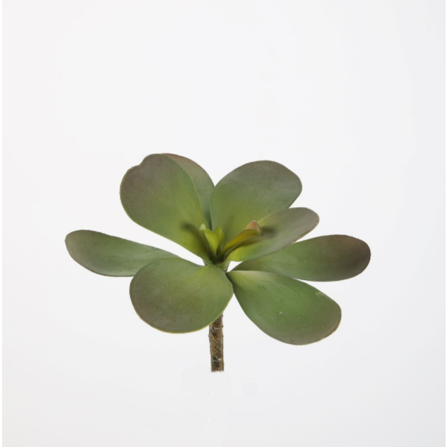 Jade plant 18 cm