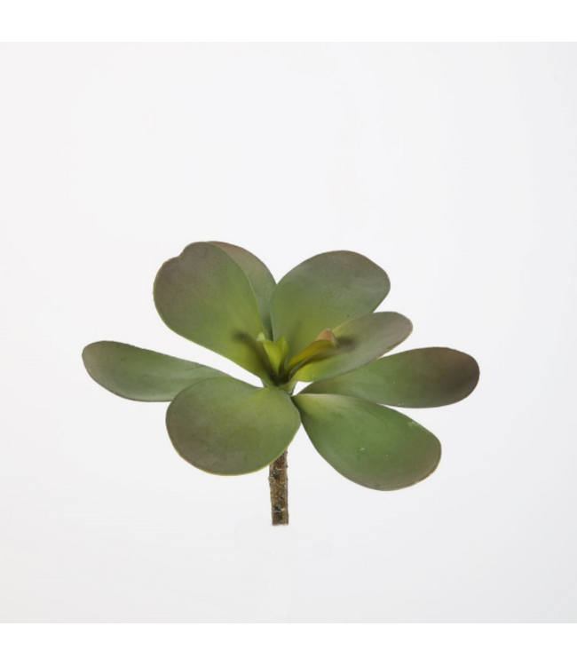 Jade plant 18 cm