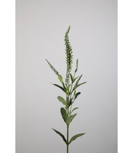 ## Veronica Spray w/7 flrs 73cm