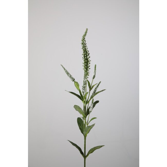 ## Veronica Spray w/7 flrs 73cm