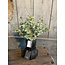 # Q359 - Eucalyptus struik - 30 x 24 x 19 cm - groen