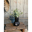 # Q359 - Eucalyptus struik - 30 x 24 x 19 cm - groen