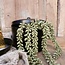 ## Erwten plant - groen - kunst - 10x2,5x33cm