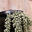 ## Erwten plant - groen - kunst - 10x2,5x33cm