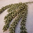 ## Erwten plant - groen - kunst - 10x2,5x33cm