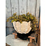 Countryfield # Bloempot - aardewerk - ovaal - ca. 30 x 18 x 20 cm
