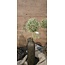 Countryfield ## Viburnum S groen-L7B7H87CM - kunst