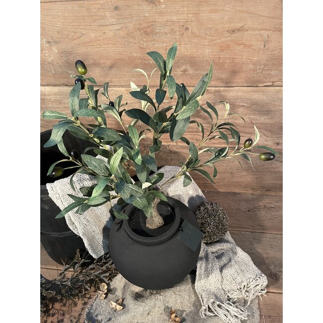 Countryfield # Olijfboom 60 cm