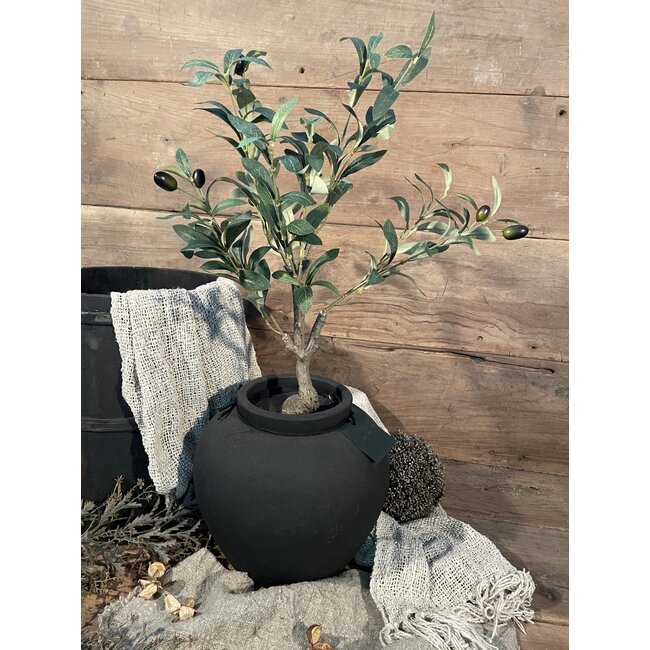 Countryfield # Olijfboom 60 cm