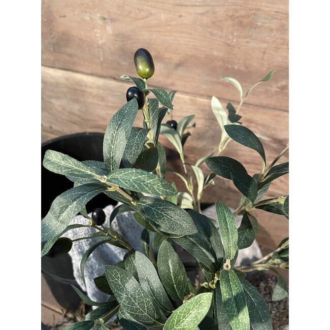 Countryfield # Olijfboom 60 cm