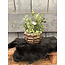 Countryfield ## wordt niet verzonden - Bloempot ro Eloise S brons-L13,5B13,5H11CM