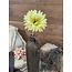 ## Groene gerbera 58 cm