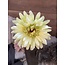 ## Groene gerbera 58 cm
