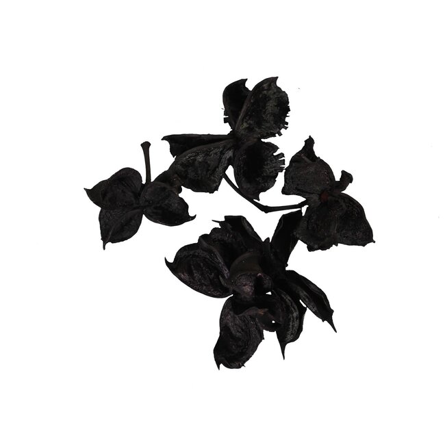 # pb. cotton pod black 250 gr