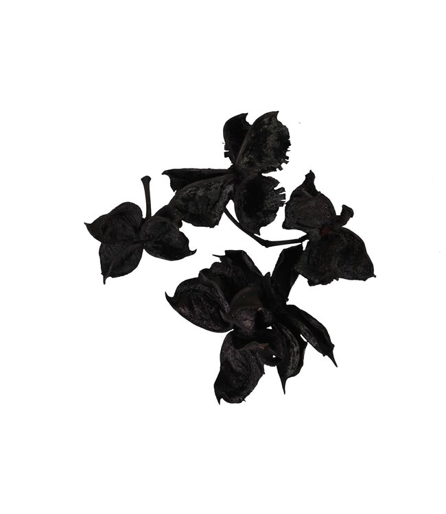 pb. cotton pod black 250 gr