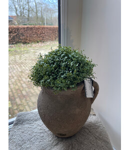 @ Soleirolia lvs Potted Ball 15cm - slaapkamergeluk