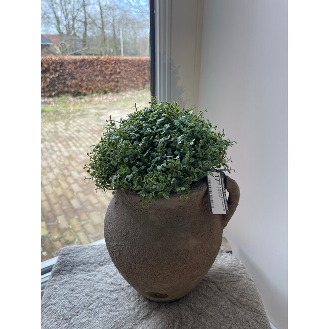 # Soleirolia lvs Potted Ball 15cm