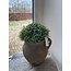 # Soleirolia lvs Potted Ball 15cm