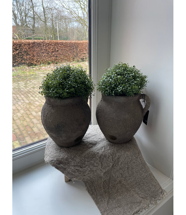 # Soleirolia lvs Potted Ball 15cm