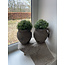 # Soleirolia lvs Potted Ball 15cm