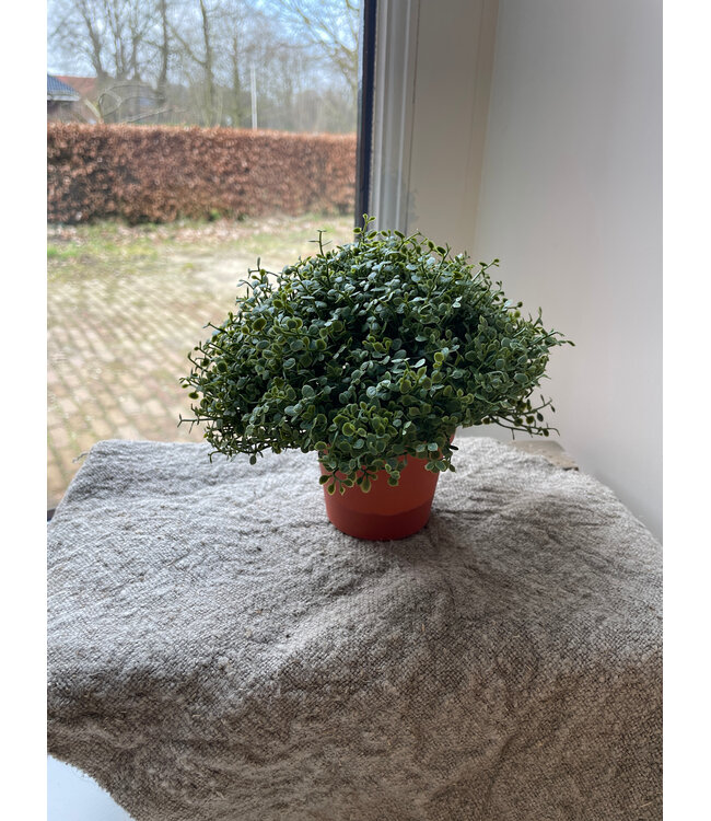# Soleirolia lvs Potted Ball 15cm