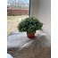 # Soleirolia lvs Potted Ball 15cm