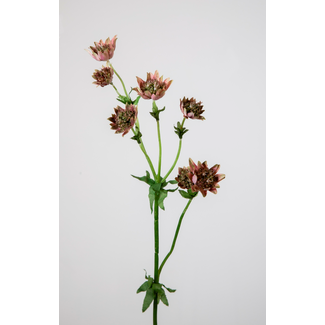 Astrantia - kunst - 5zijtakken met 7 bloemen - 58 cm