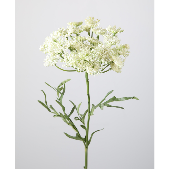 Dille Spray 59cm
