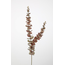 Eucalyptus Stem 90cm